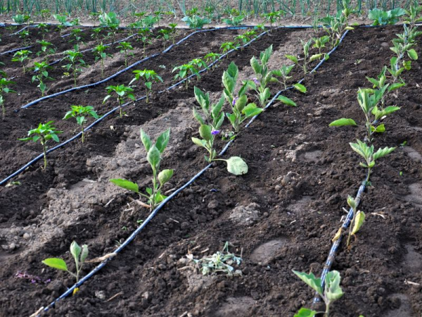 Irrigation Development